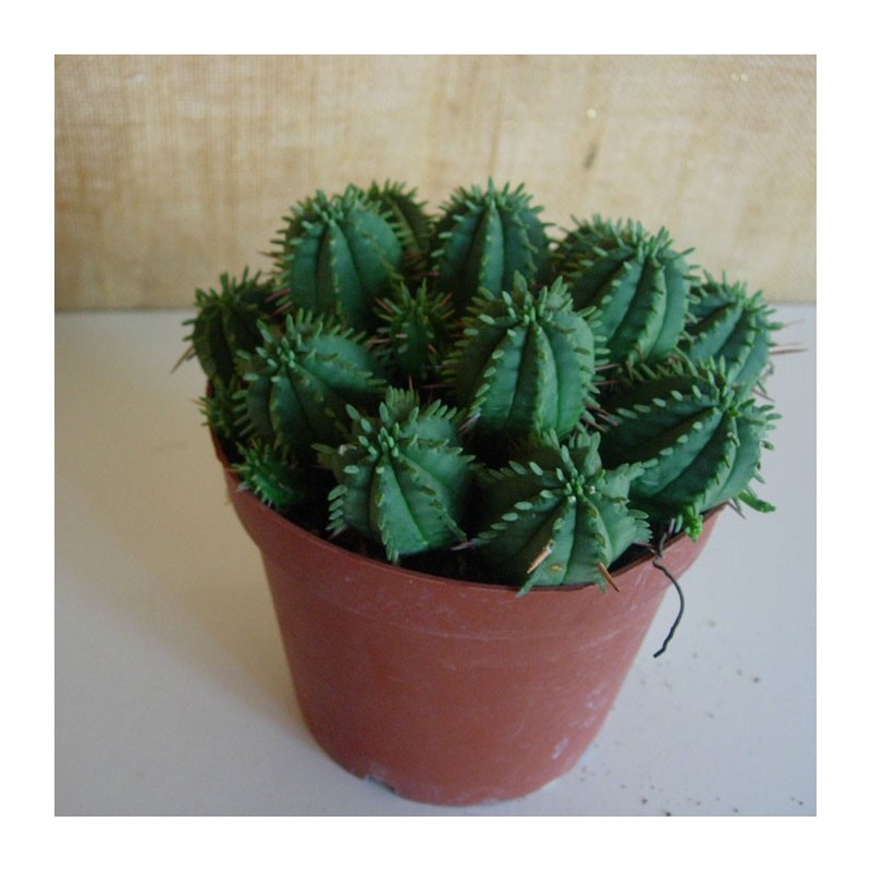 Euphorbia Aggregata