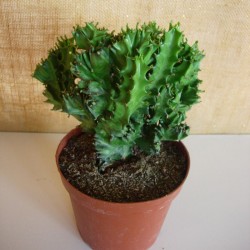 Euphorbia Lactea