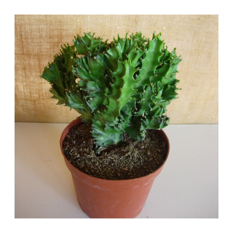 Euphorbia Lactea