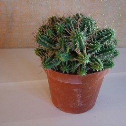 Euphorbia Mamillaris