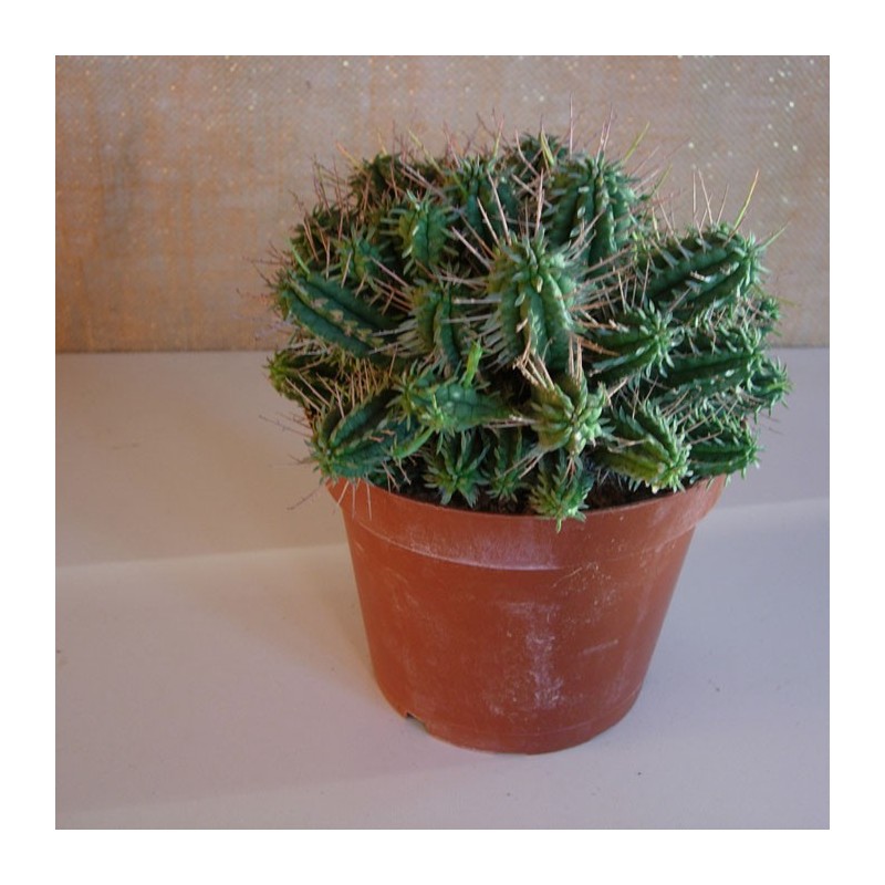 Euphorbia Mamillaris
