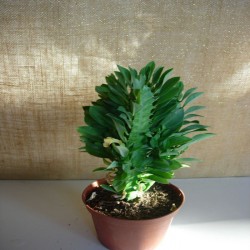 Euphorbia Trigona