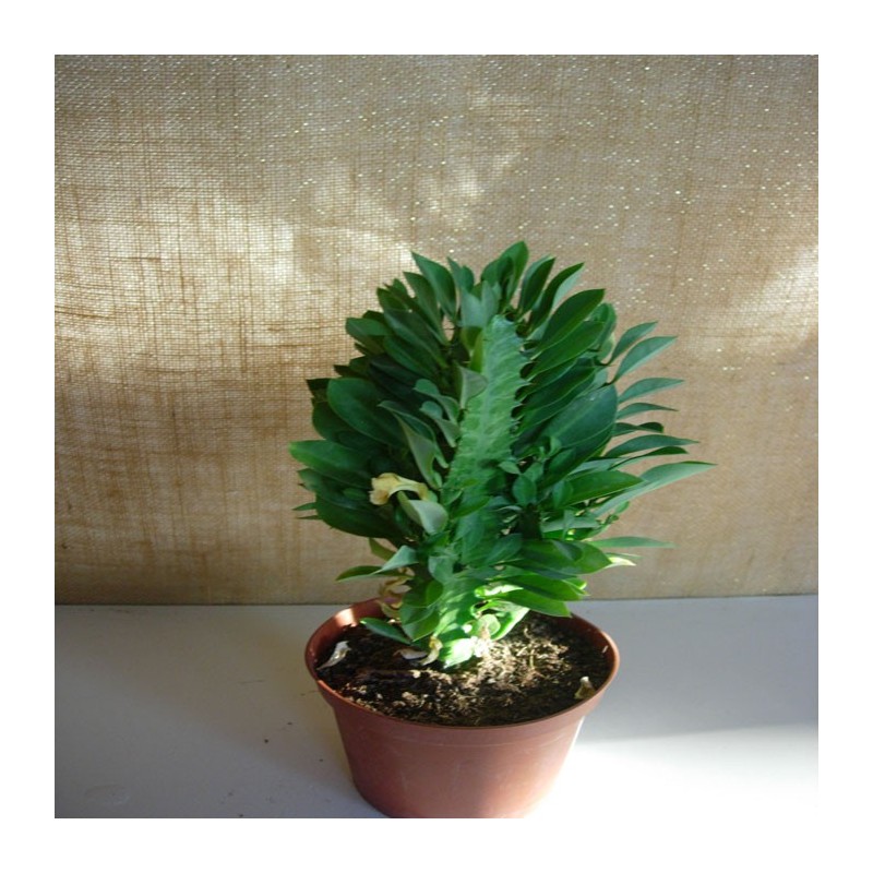 Euphorbia Trigona