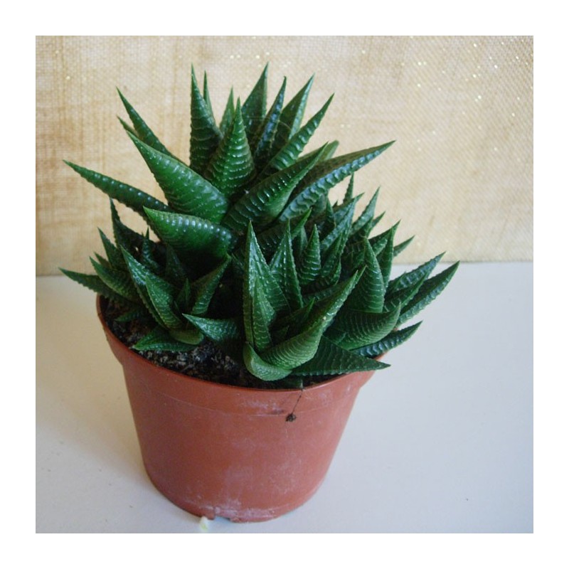 Hawortia limifolia