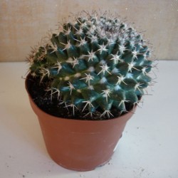 Mammillaria Compressa