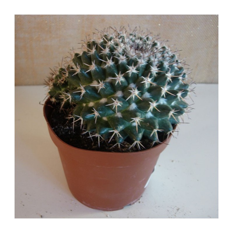 Mammillaria Compressa
