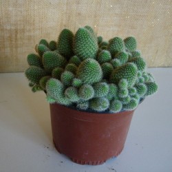 Rebutia fabrisii