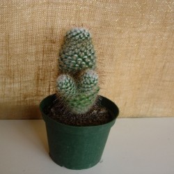 Mammillaria Bombycina