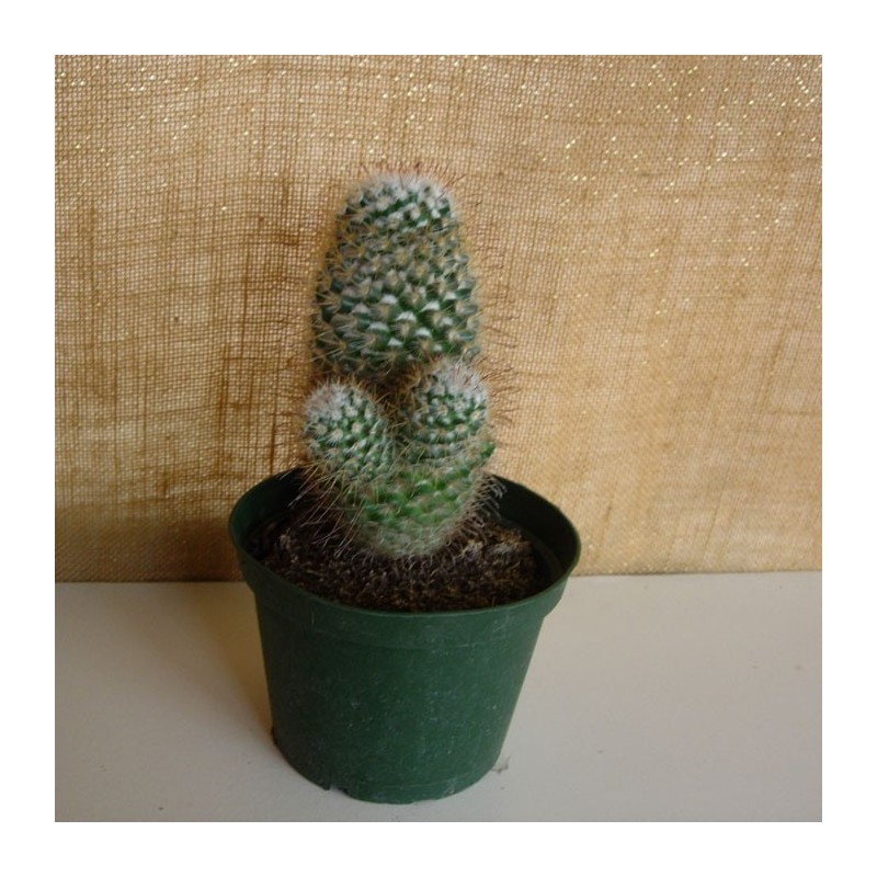 Mammillaria Bombycina