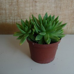 Echeveria Agavoides