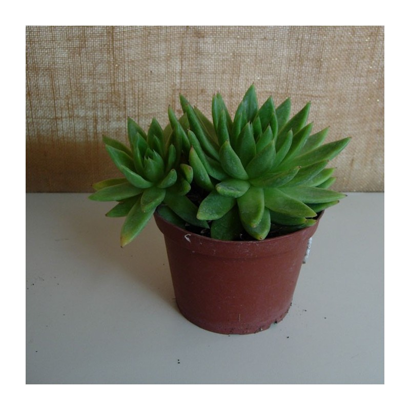 Echeveria Agavoides