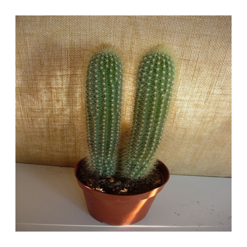 Pilosocereus chrysosthele
