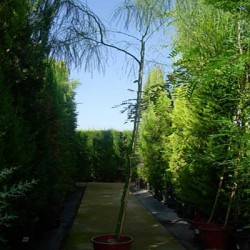 Parkinsonia acuelata