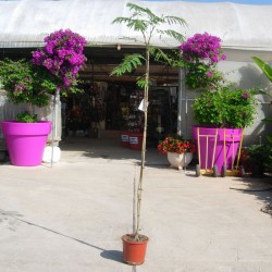Albicia Julibrisin Rosea