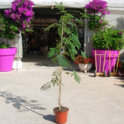 Albicia Julibrisin Ombrella
