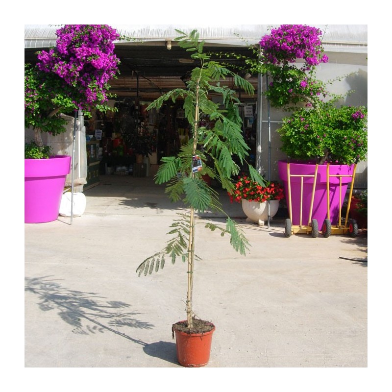 Albicia Julibrisin Ombrella