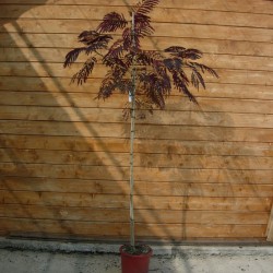 Albicia Julibrisin Summer Chocolate