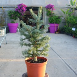 Abies Lasiocarpa Compacta