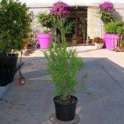 Tuya Occiddentalis Brabant