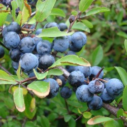 Prunus Spinosa