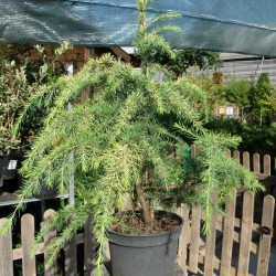 Cedro Deodara Kelly Gold