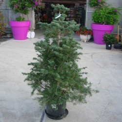 Abies Concolor