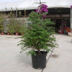 Abies Masjoanis