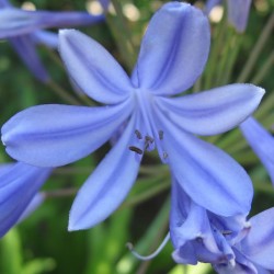Agapanthus Africanus