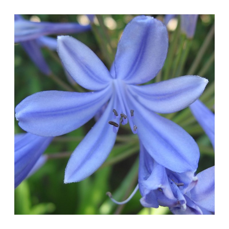 Agapanthus Africanus