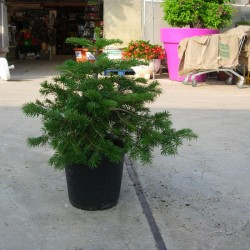 Abies Nordmanniana