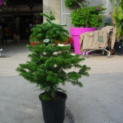 Abies Nordmanniana