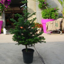 Abies Nordmanniana