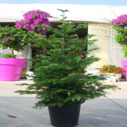 Abies Nordmanniana