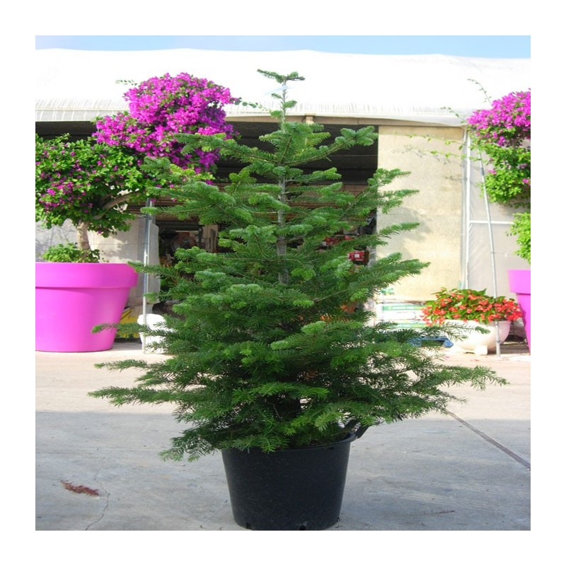 Abies Nordmanniana