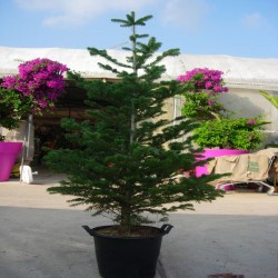 Abies Nordmanniana