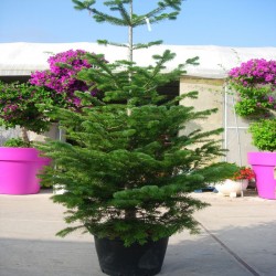 Abies Nordmanniana