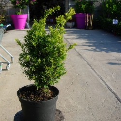 Tejo Baccata Semperaurea