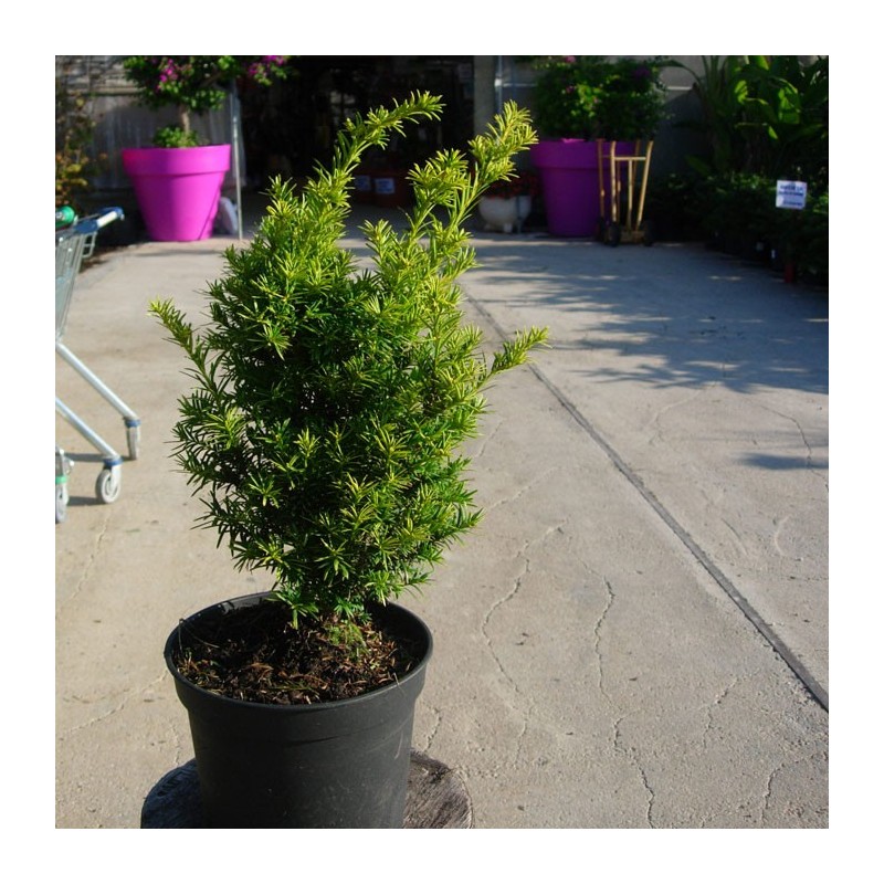 Tejo Baccata Semperaurea