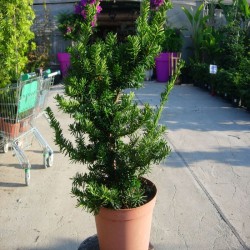 Tejo Cuspidata