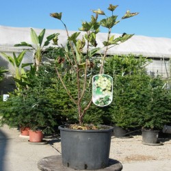 Grosella Blanca