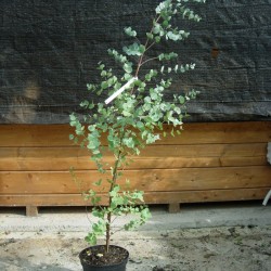 Eucalyptus Gunni