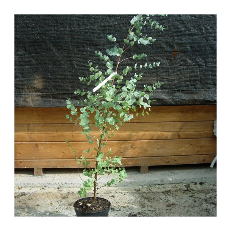 Eucalyptus Gunni
