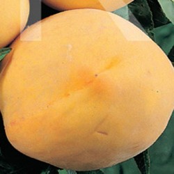 Melocoton Amarillo