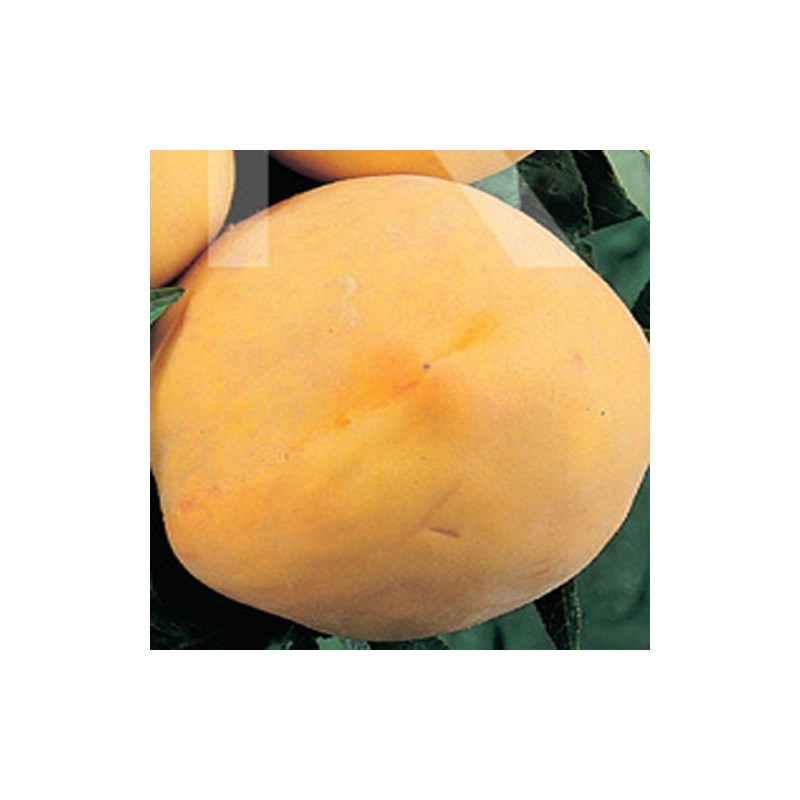 Melocoton Amarillo