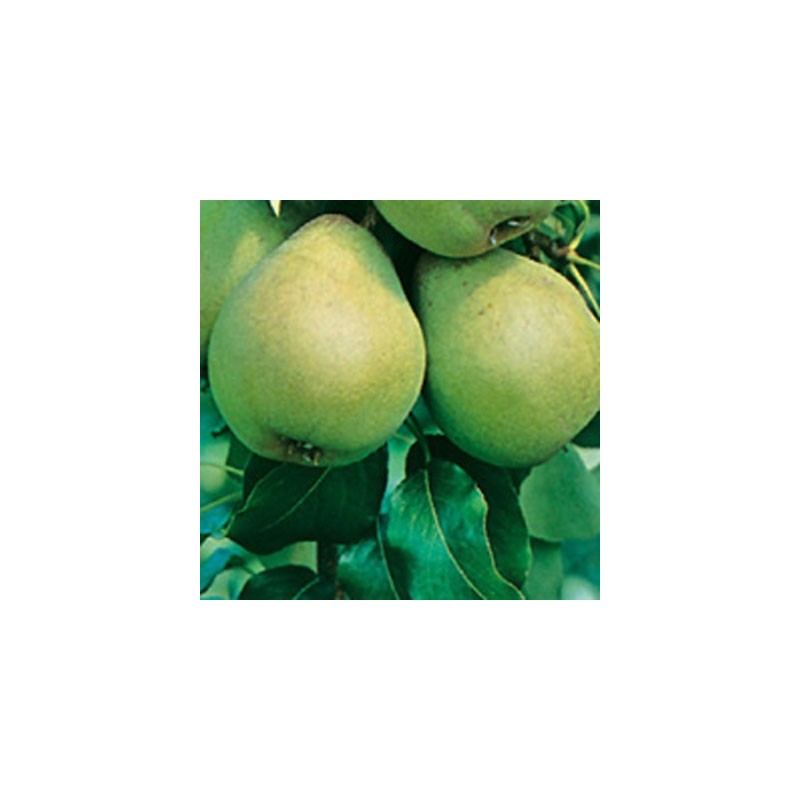 Peral Blanquilla