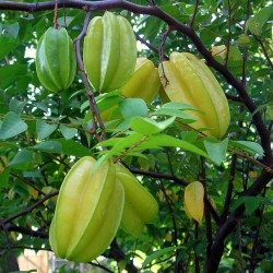 Carambola
