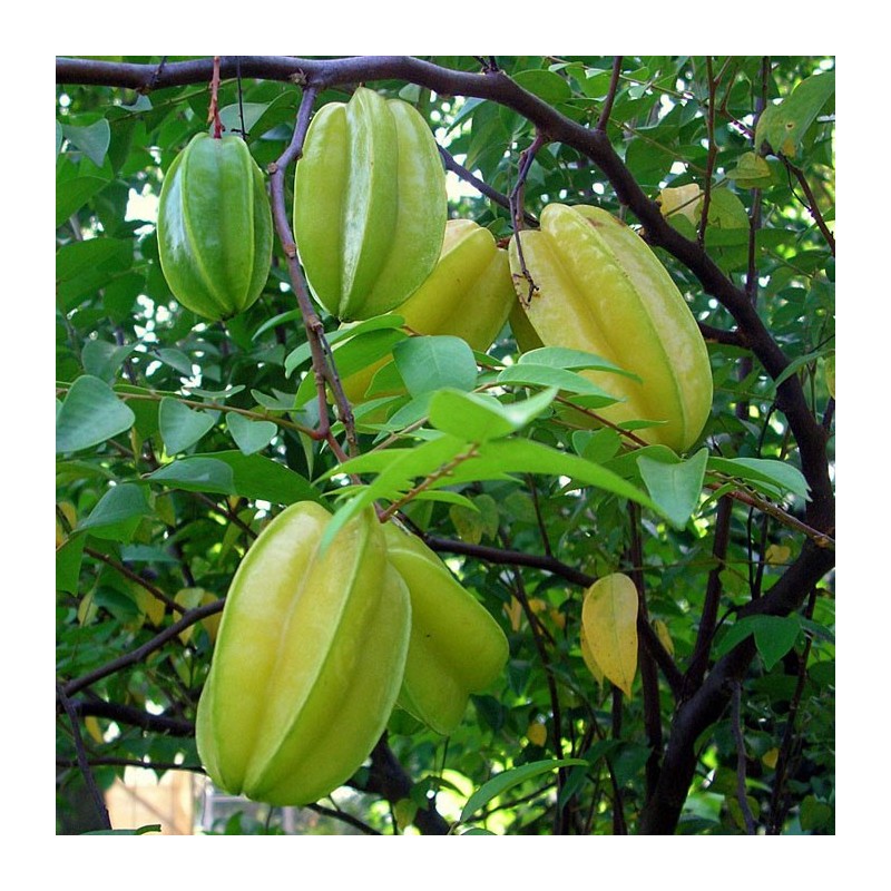 Carambola