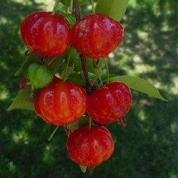 Pitanga