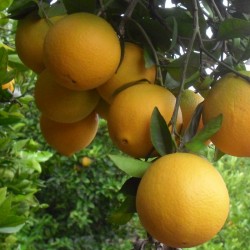Naranjas de mesa