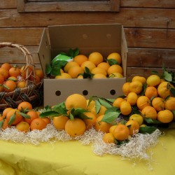 Naranjas de mesa